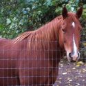 Horse Appears To Have Fallen Out Of A Horse Trailer In Fresno